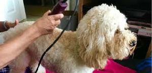 dogs coat being clipped