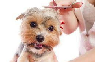 dog having her locks trimmed