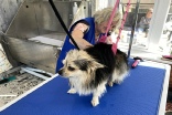 small dog being groomed