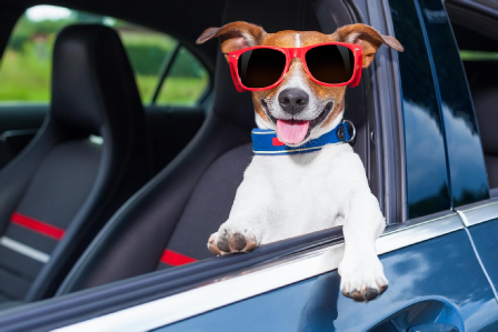 Dog wearing sunglasses in car with window open