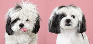 Before and After My Service