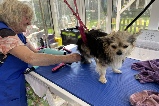 a happy dog having coat trimmed