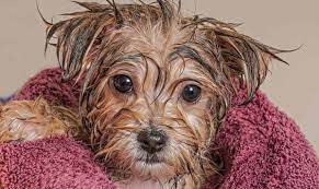dogs head after washed and shampoo