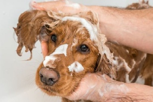 Dog having a shampoo